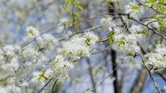 唯美的白色樱花