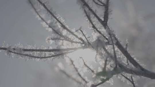 吃光仰拍霜冻结冰的树枝