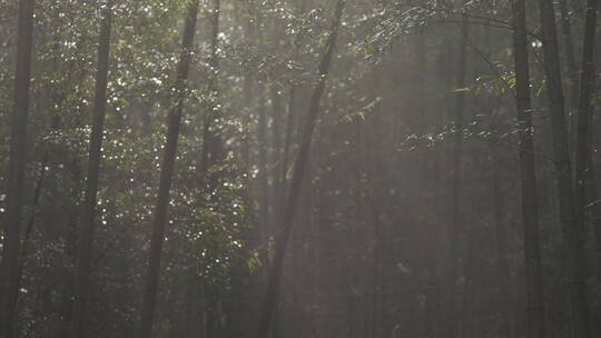 杭州西湖 灵隐寺 园林 森林 山水 庭院 安缦