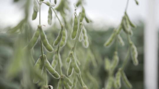 毛豆大豆黄豆绿豆绿色植物农作物特写镜头视频素材模板下载