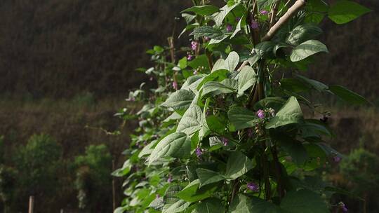 丝绸加工蚕茧桑树煮茧剥茧抽丝纺织