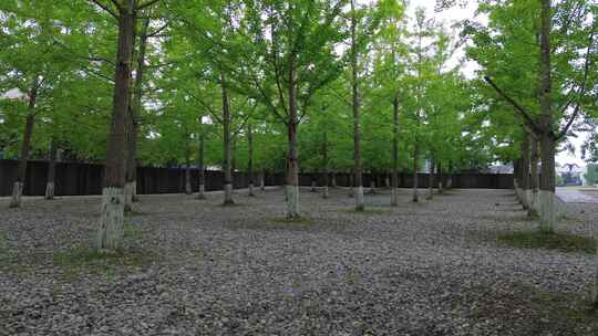 绵阳北川广场纪念碑附近水池与银杏林