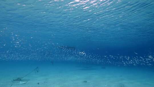 游泳，浅滩，鱼，海