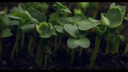 春季植物生长