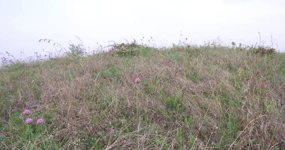 荒山野岭