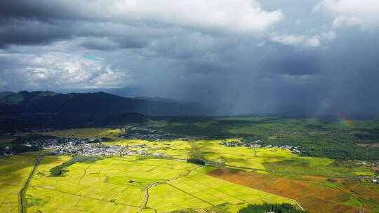 秋天雨后金黄稻田视频素材模板下载