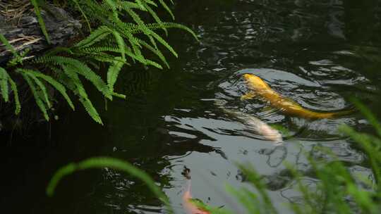 雨中鱼池锦鲤实拍