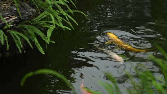 雨中鱼池锦鲤实拍视频素材模板下载