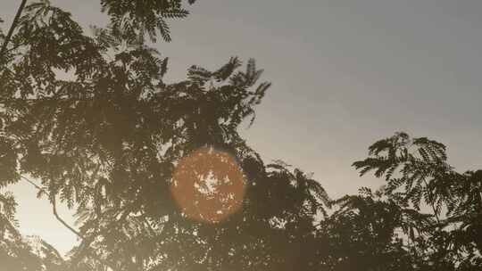 透过槐树叶的夕阳03