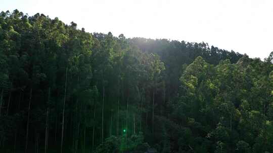 阳光森林俯拍树林航拍森林风吹松树林太阳光视频素材模板下载