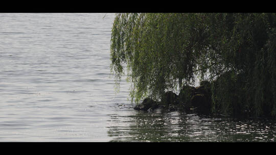 湖面波光粼粼柳树倒影近景