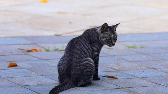 午后公园流浪猫休闲的猫