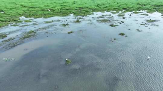 湖泊飞鸟白鹭沼泽湿地干枯的湖泊湖面鸟群飞