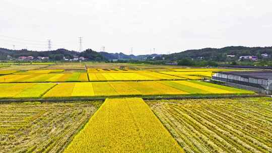 4k长沙隆平稻作公园秋收稻田航拍