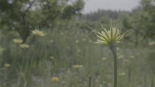 野花野草蒲公英LOG