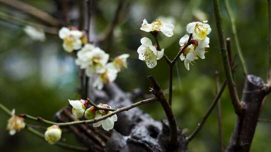 春天雨雪中的梅花花朵特写