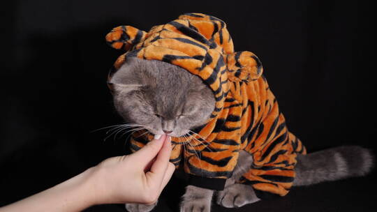 猫穿着老虎条纹衣服吃食物庆祝2022年新年视频素材模板下载