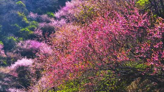 航拍 西安 蓝田 秦岭   九灞路 桃花