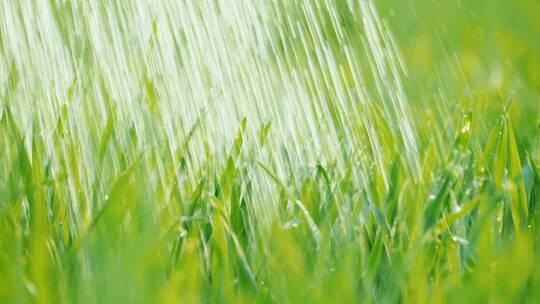 种子小麦农业播种丰收泥土万物生长土壤