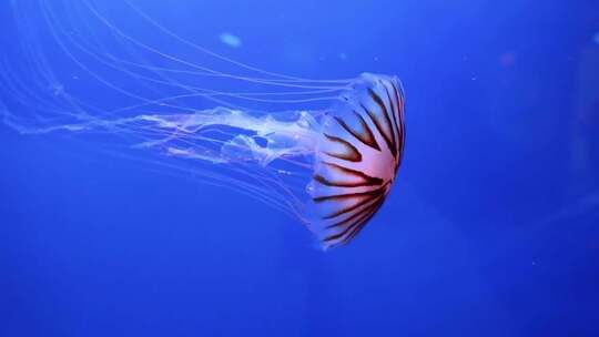 水族馆里展示的一群水母在水下游泳