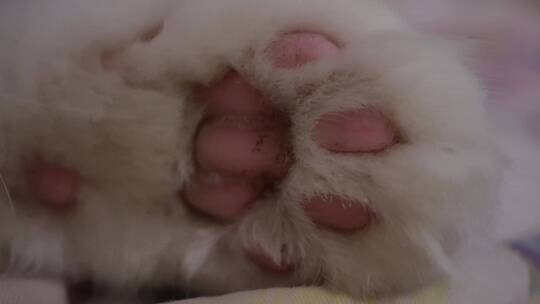 【镜头合集】毛球可爱猫咪猫爪肉垫