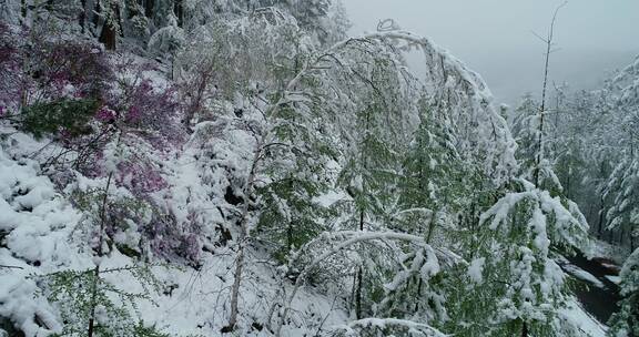 航拍雪压杜鹃（五月末杜鹃花开时普降瑞雪）