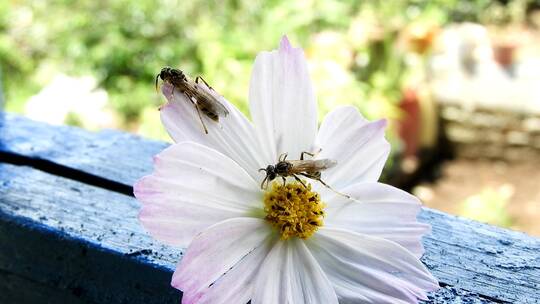 蜜蜂在鲜花上采蜜视频素材模板下载