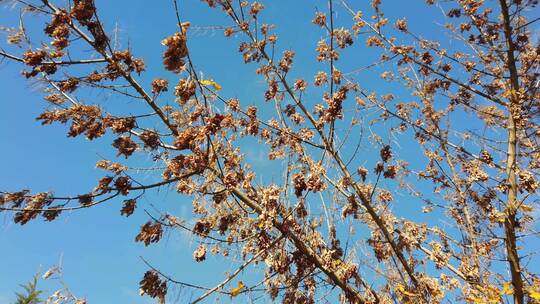枯黄色的树叶映衬着蓝天
