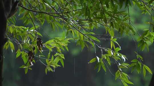 雨中的树叶