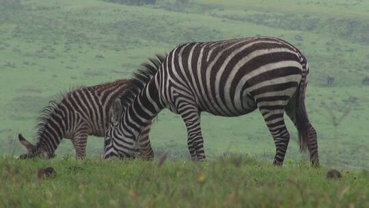 东非草原上低头吃草的斑马群