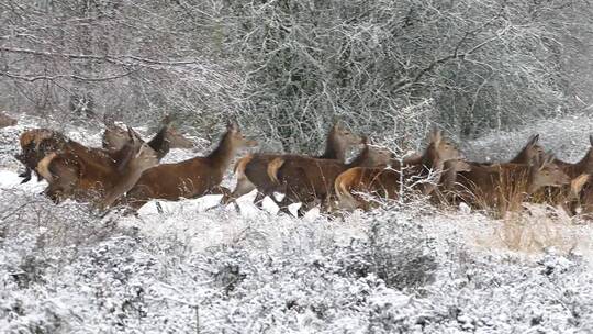 一群鹿在雪地上奔跑
