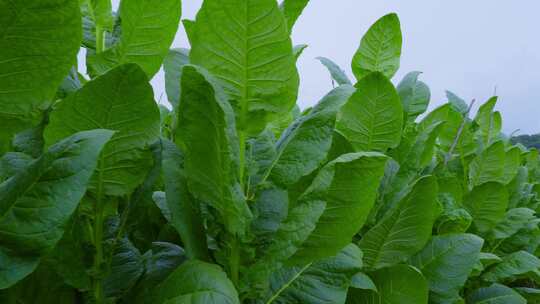 农业生产烟草烟叶种植基地雪茄烟