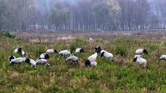 贵州毕节威宁草海锁黄仓黑颈鹤候鸟