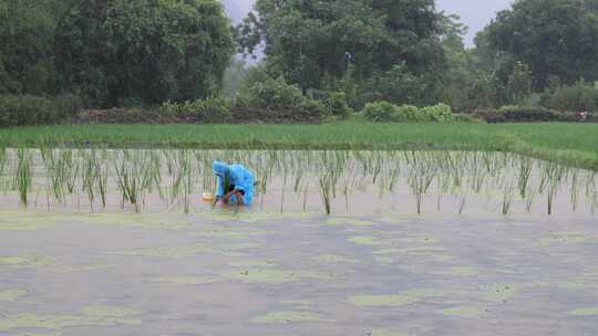 农民雨中插秧种水稻人工种植水稻插秧