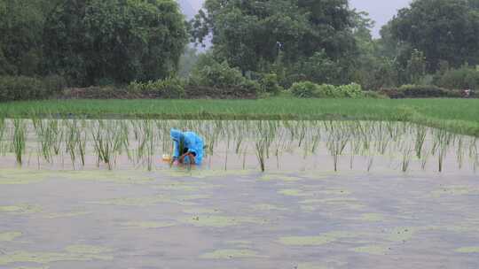 农民雨中插秧种水稻人工种植水稻插秧视频素材模板下载