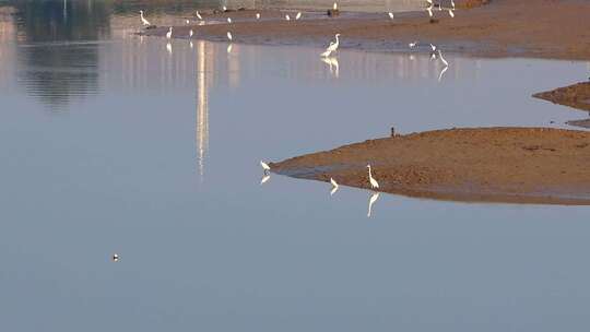 清晨海湾沙洲水边成群结队休憩觅食的白鹭