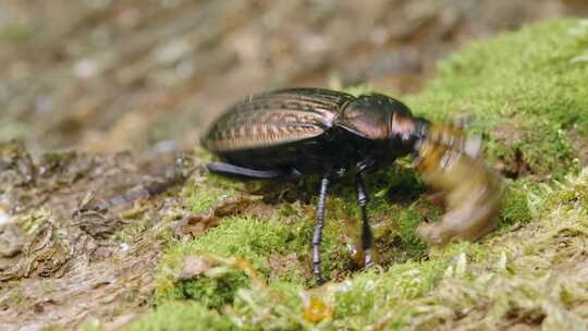 Carabus Ullrichii，甲虫