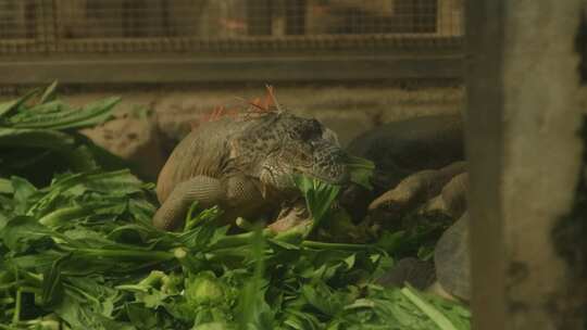【4k原创】广州动物园绿鬣蜥和乌龟一起进食