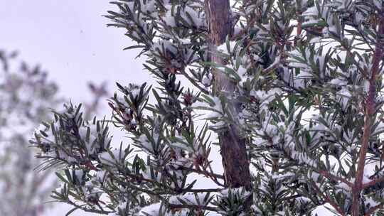 下雪雪景田野树木树林树枝雪花飘落视频素材模板下载