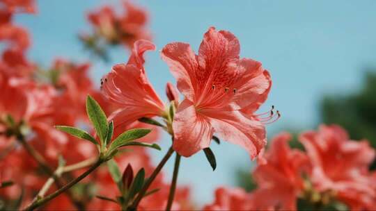 春日杜鹃花开蜜蜂飞舞唯美风光视频