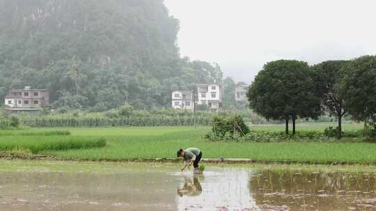 农民水田插秧田园景象