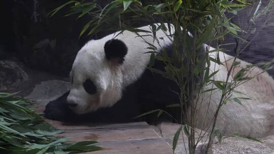 一直正在睡觉的大熊猫