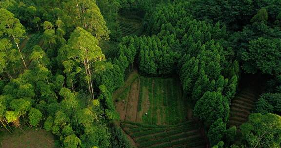 金色阳光照在山林田地航拍美丽乡村