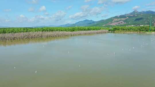 4k广东江门滨海新区银湖湾湿地红树林航拍