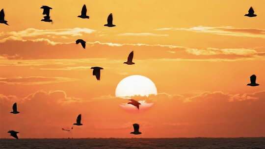 夕阳下飞鸟翱翔海面