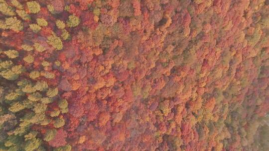 航拍秋季漫山遍野的红叶4K素材