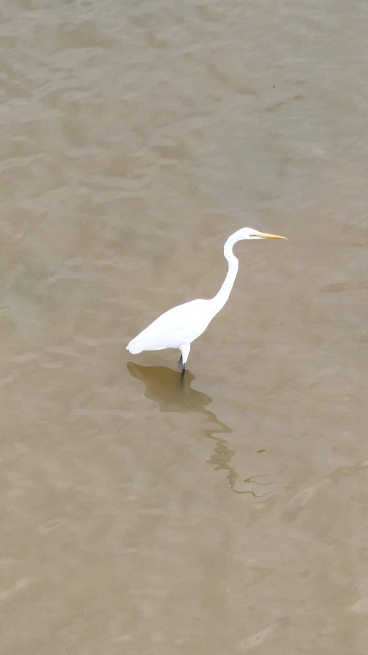 水中独立的白色白鹭