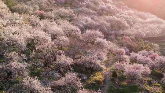 航拍福州永泰青梅花（葛岭万石村）27