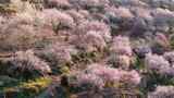 航拍福州永泰青梅花（葛岭万石村）27高清在线视频素材下载