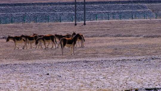 青海可可西里自然保护区一群藏野驴